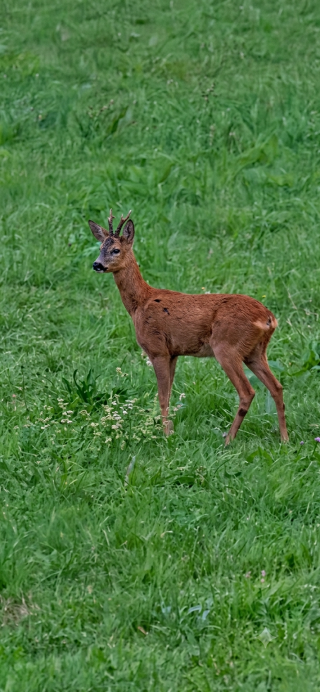 "Braver" Bock
